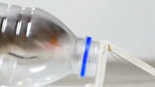 funny videos of Pja