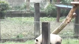 Panda teaches baby to climb trees