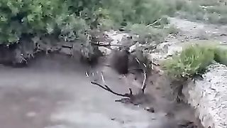 Un ciervo ahogándose rescatado por cazadores