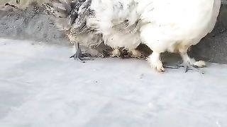 Ab in ka kia karain