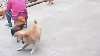 LOL, Funny Dog VS Rooster Latest Funny Animal Videos ????????????????