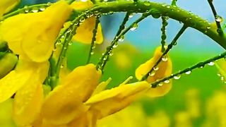 Village Natural View | Village Life | Village beauty | Nature is Life | Febspot Video