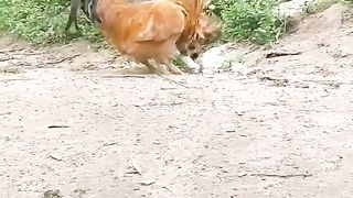 kucing vs ayam ????