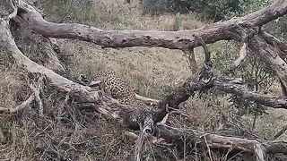 This is what is Called Tactics of hunting for Tiger