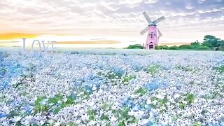 Nature beauty