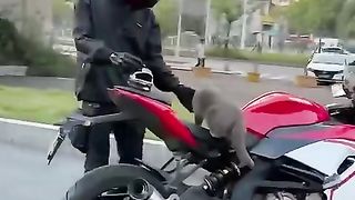 _motorcycle _racing _kedi _cats _pets _music_funk _remix _trap _musica _istanbul