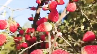 Starwbery fruits