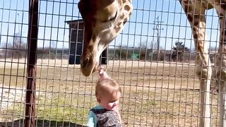 Cute Giraffe Gives Baby Smooches