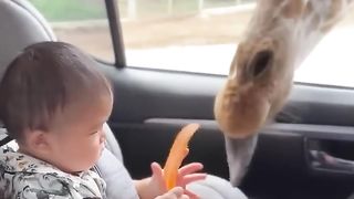 This giraffe really wants the baby’s food!
