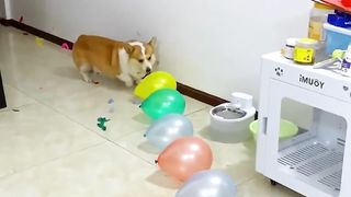 One bite at a time Happy puppies
