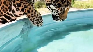 Tank Tub Time