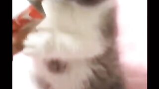 Top Funny animal 2024