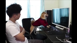 Funniest Animals - Best Of The 2021 Funny Animal Videos