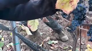 Grape
