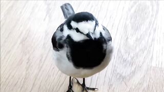 ハクセキレイ のセキ助 - 可愛いがいっぱい.