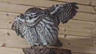 Мокренький сыч Лучик, скромный неясыть Кофи, довольная сова филин Ёль