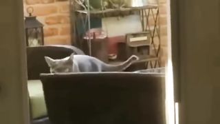 Try Not To Laugh Dogs And Cats