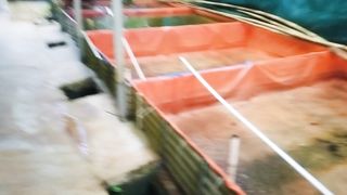 Jadi petani itu tidak mudah, Disamping budidaya, kita juga harus menyatu dengan alam