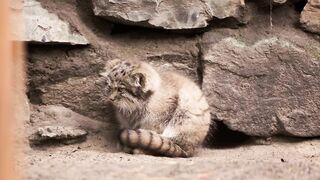 Pallas’s cat kitten is learning to put paws on a tail