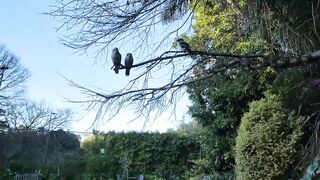 2 Wild Kookaburras on my lap today.
