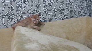 Котёнок цыкает на хозяйку.