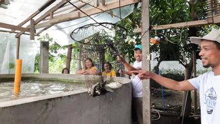 TILAPIA AQUACULTURE
