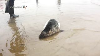 Тюлень ругается