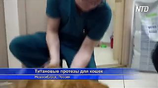 Ветеринар из Новосибирска сделал протезы-имплантаты для кошек без лап.