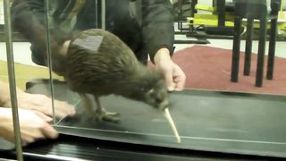 Kiwi on a Treadmill