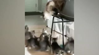 Funny Dogs And Cats Videos 2024