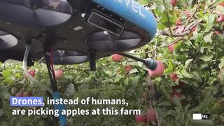 Israel enlists drones, AI and big data to farm for the future _ AFP