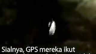 Seekor Kocheng Membantu Menuntun Mereka Ke Jalan Keluar