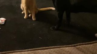 bagian 2| funny cats moments