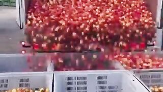 The way that they unload these apples is incredibly unique and efficient