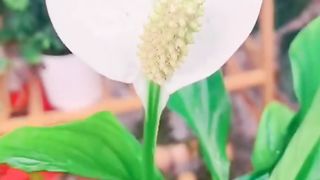 Office Decoration  Ep (19)