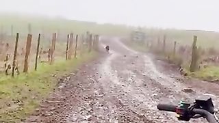Border collies are a breed of herding dog. They've been doing this job  for about 300 years always with extreme efficiency and precision.