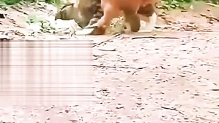 Kocheng Belang Sakit Akibat Berkelahi Dengan Ayam Jago