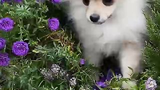 Cute dog for garden