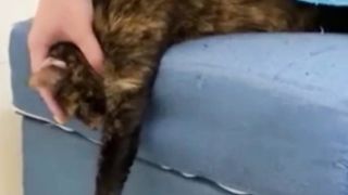 Kocheng Belang Tertidur Pulas Habis Begadang