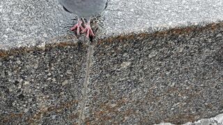 Pigeon live