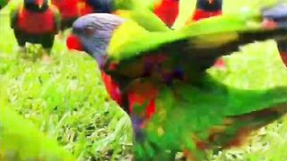 Beautiful birds nice cute amazing