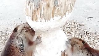Amazing videos vol 580