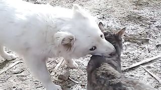 This is my First time to watch cat Vs dog fighting