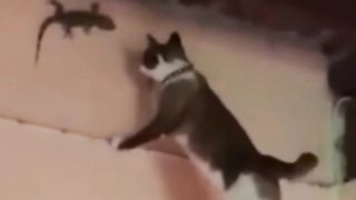 Perilaku Kocak Para Kocheng