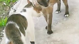 Cat sounds effect you may make a music ???? beat