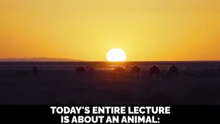 MOST BEAUTIFUL STORY OF MUHAMMAD