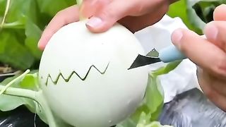 Cut melon