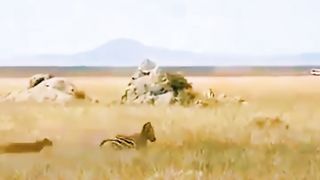 Zebra kicks lion to death