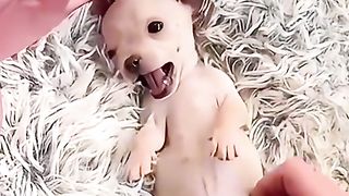 A LOVELY ???? DOG