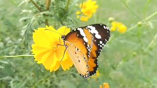 Beautiful winter flowers garden | winter flower plants |